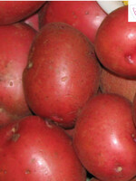 Florissa 2 kg Red Pontiac Potato