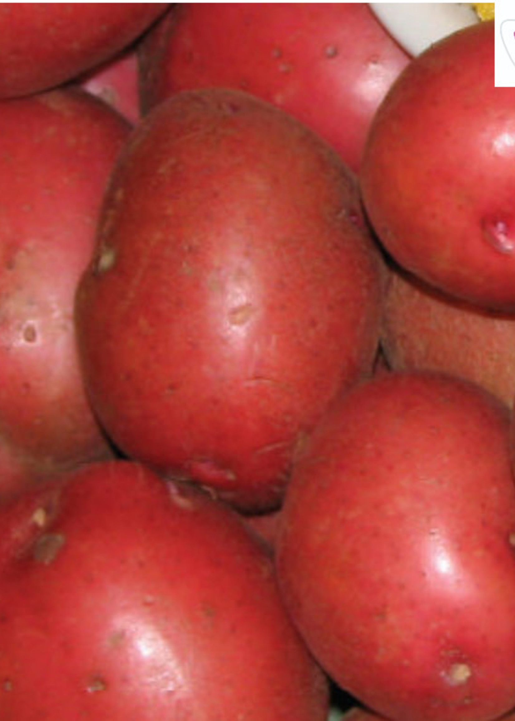 Florissa 2 kg Red Pontiac Potato