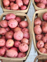 Florissa 2 kg Sangre Potato 340-445-01