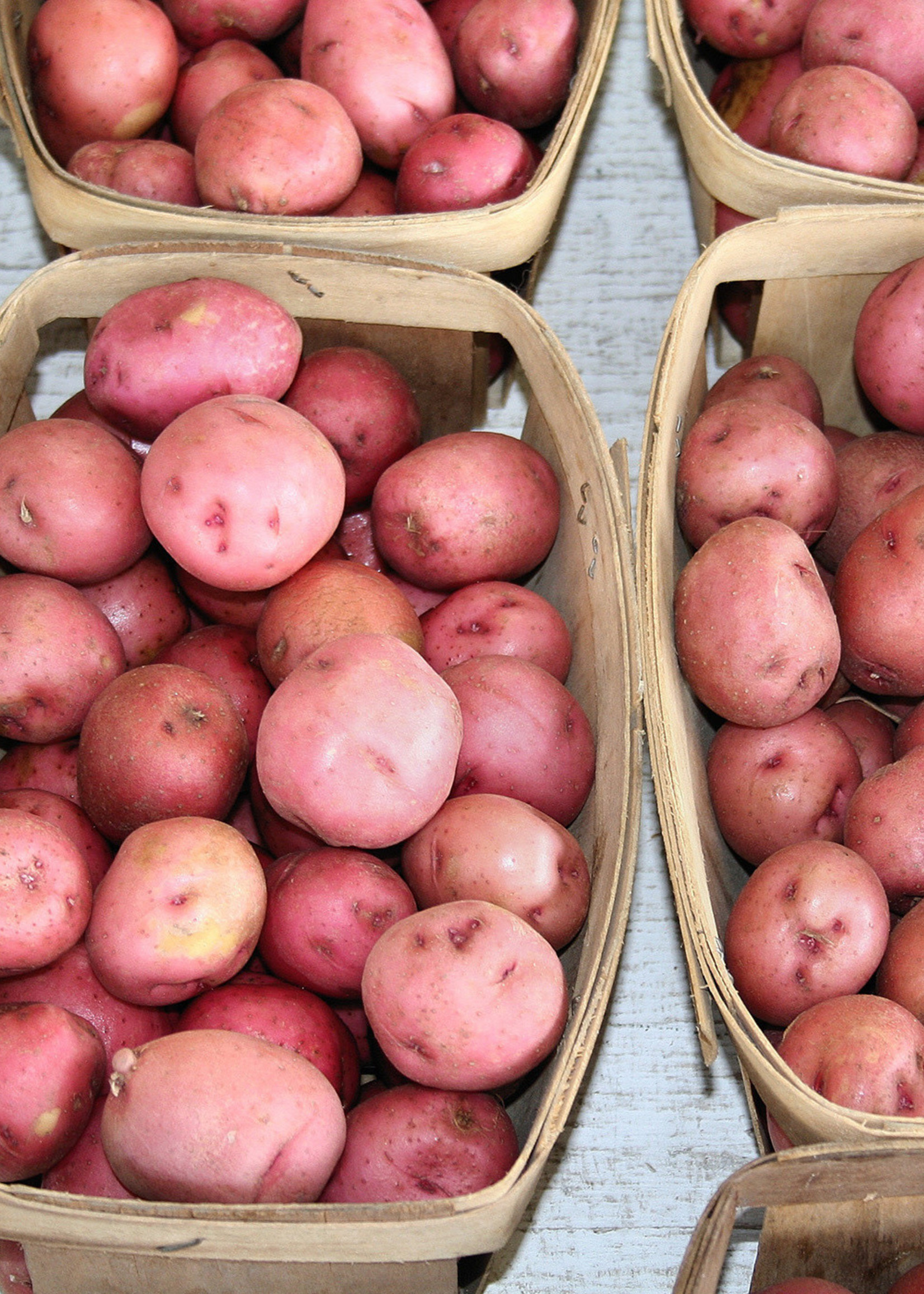 Florissa 2 kg Sangre Potato 340-445-01