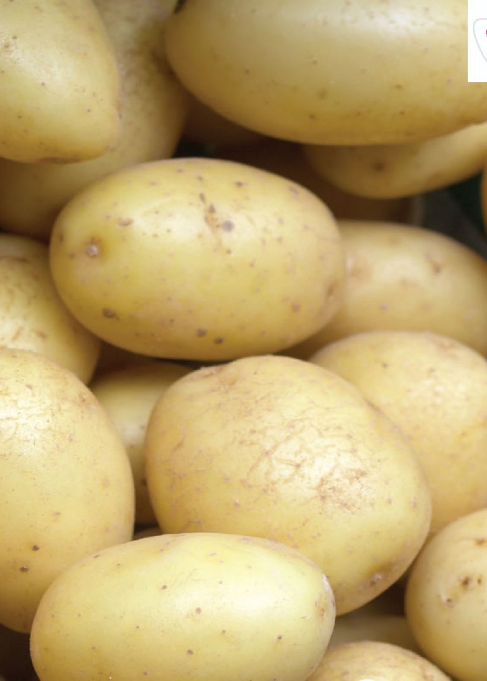 Florissa 2 kg Warba Potato 340-370-01