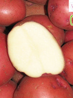 Florissa 500 g Organic Chieftain Potato