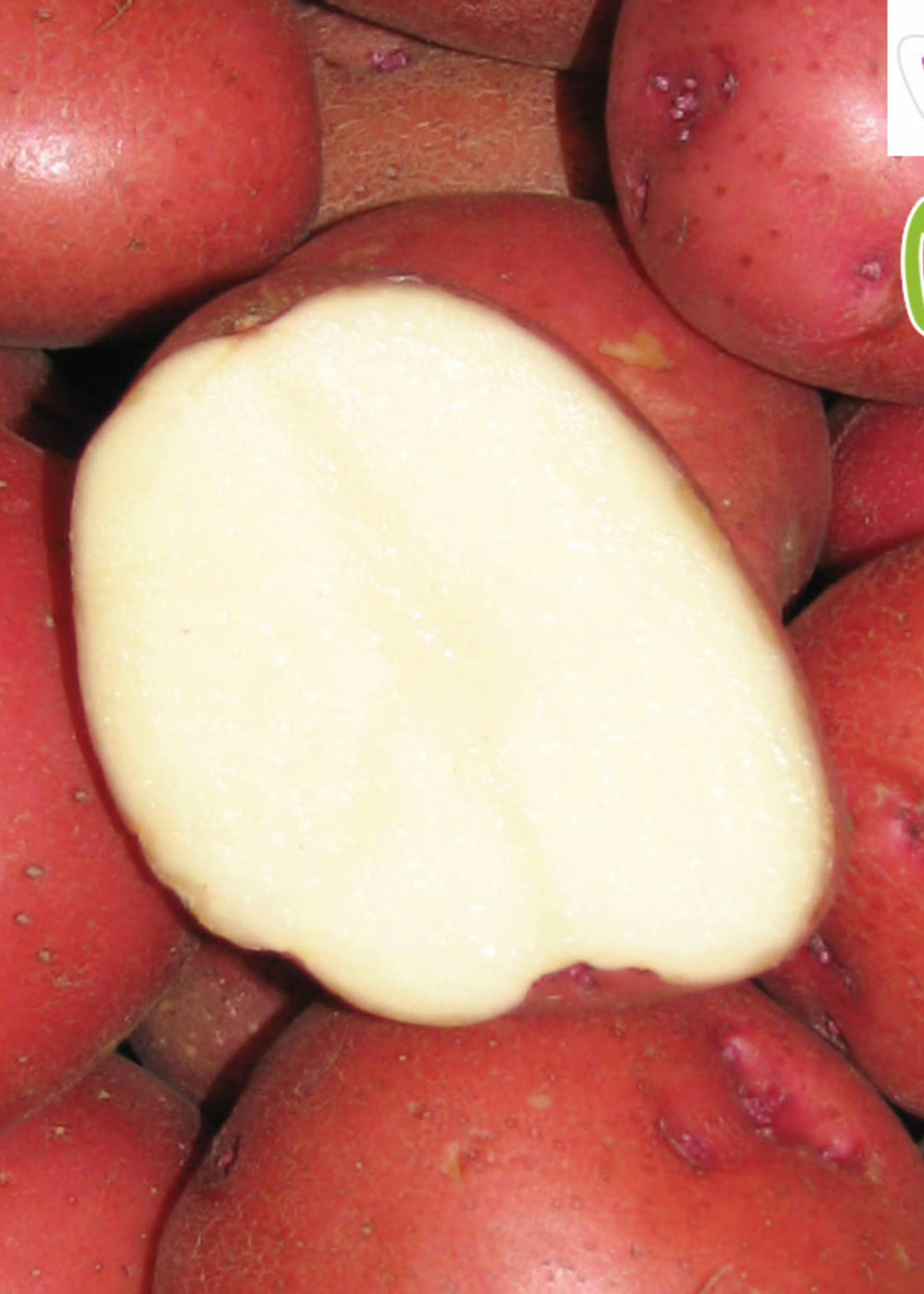 Florissa 500 g Organic Chieftain Potato