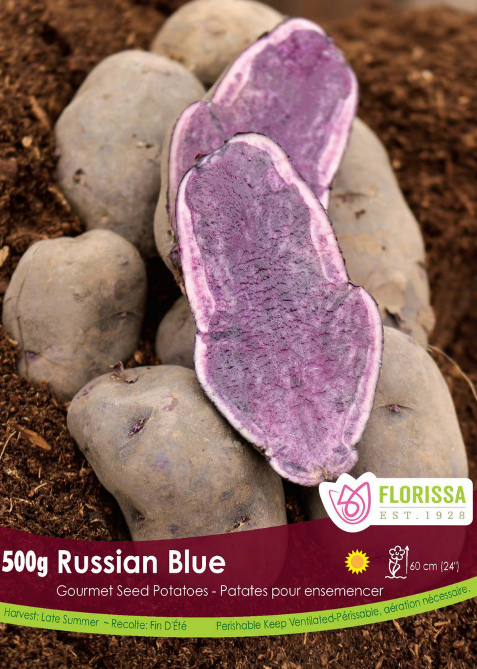Florissa 500 g Gourmet Russian Blue Potato 340-510-01