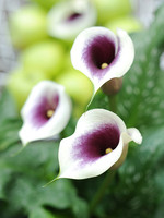 Florissa Picasso Calla Lily - Bulk