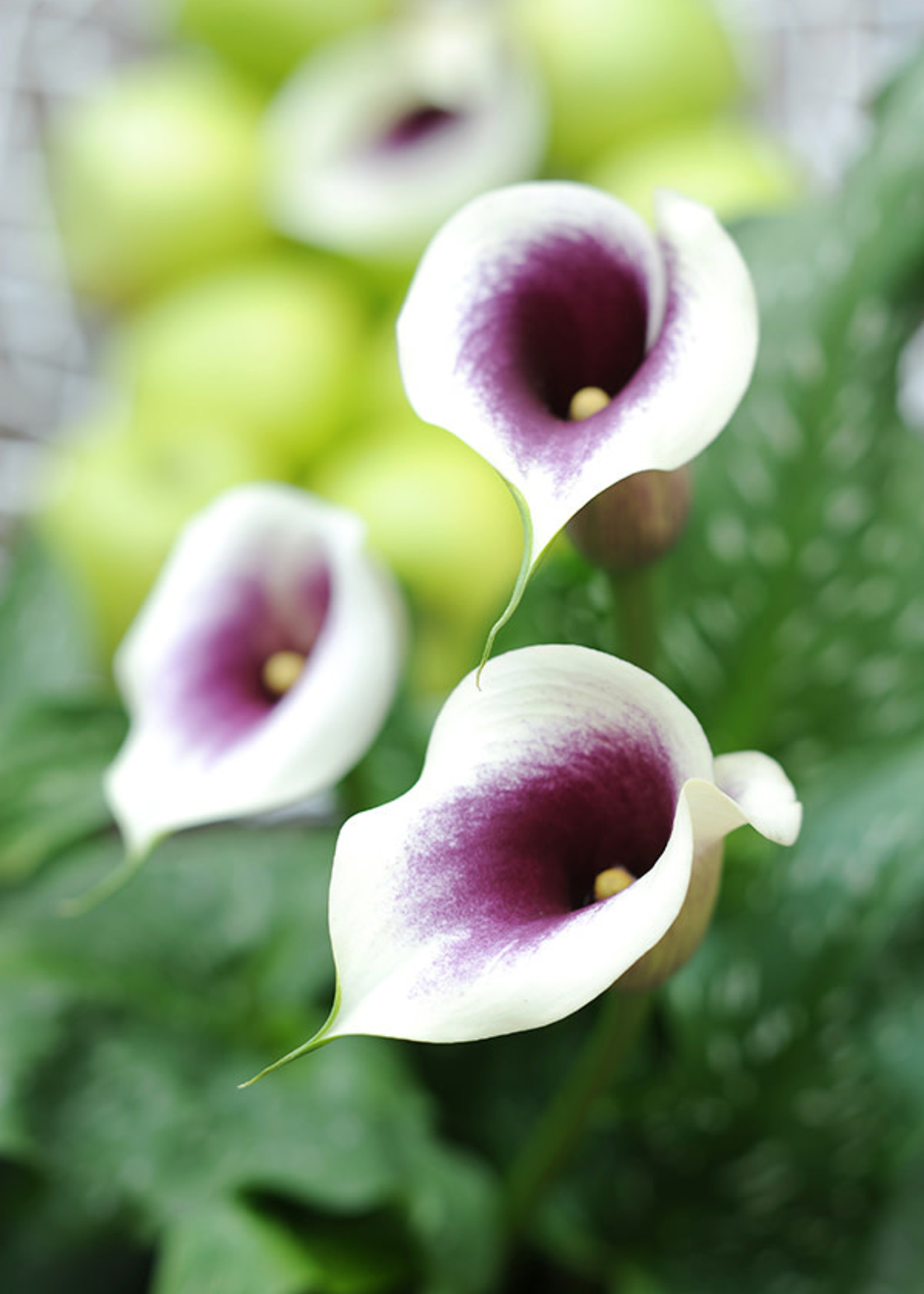 Florissa Picasso Calla Lily - Bulk