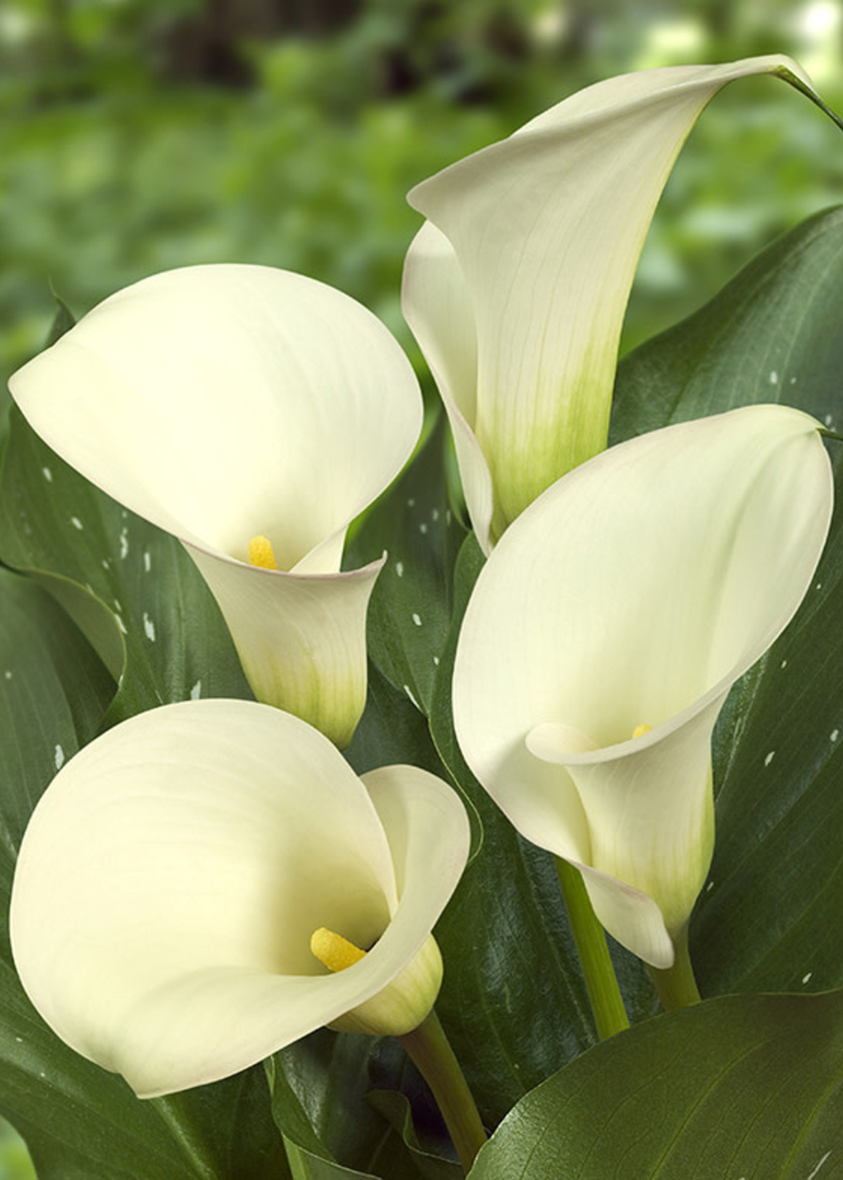 Florissa Snowstorm Calla Lily - Bulk 351-117-00