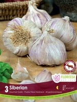 Florissa Siberian Garlic 3/pkg