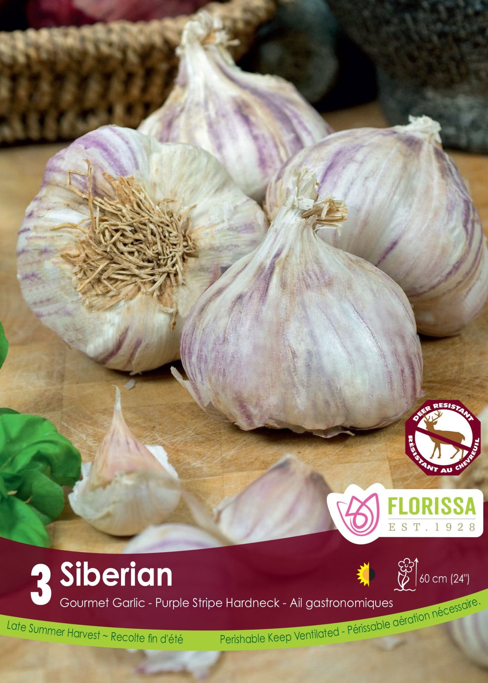 Florissa Siberian Garlic 3/pkg