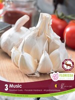 Florissa Music Garlic 3/pkg