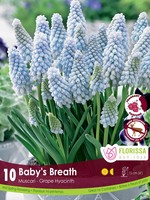 Florissa Baby's Breath Muscari (Grape Hyacinth) 10/pkg