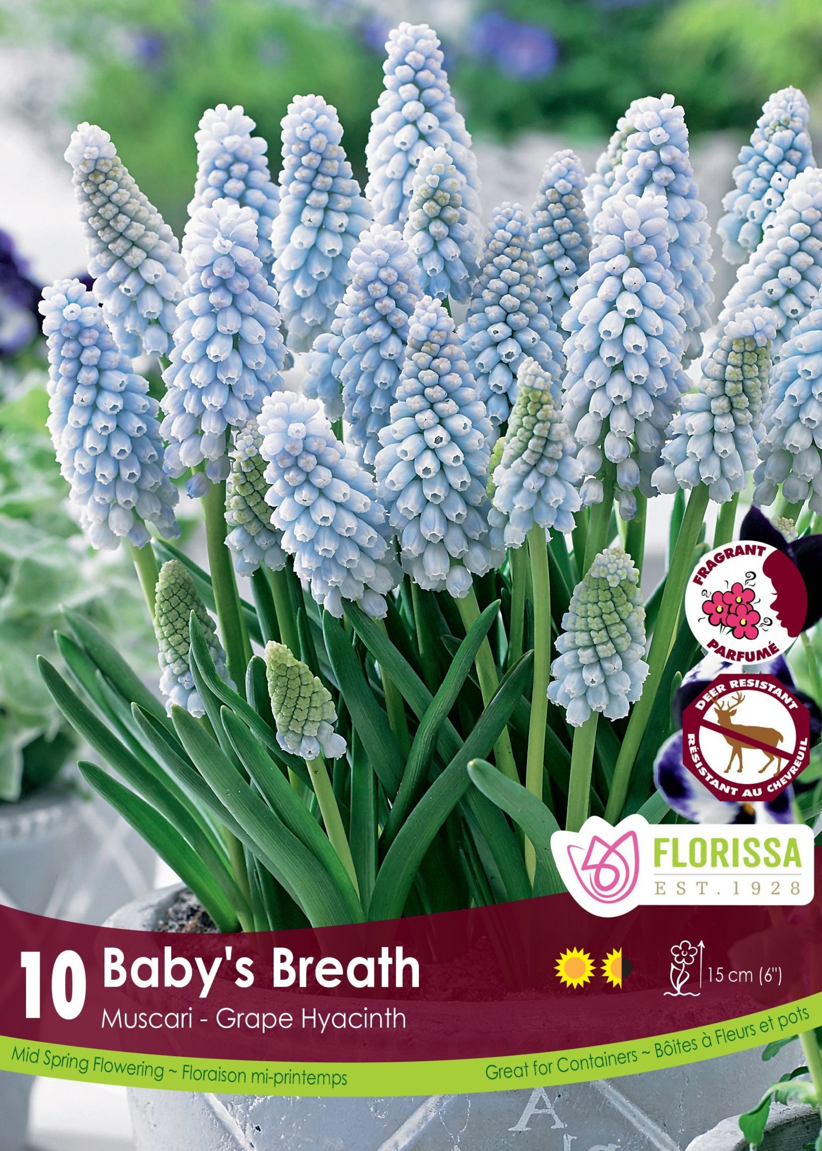 Florissa Baby's Breath Muscari (Grape Hyacinth) 10/pkg
