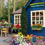 Fall Flower Bulbs