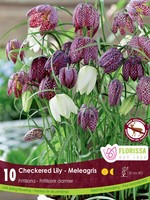 Florissa Checkered Lily (Fritillaria Meleagris) 10/pkg