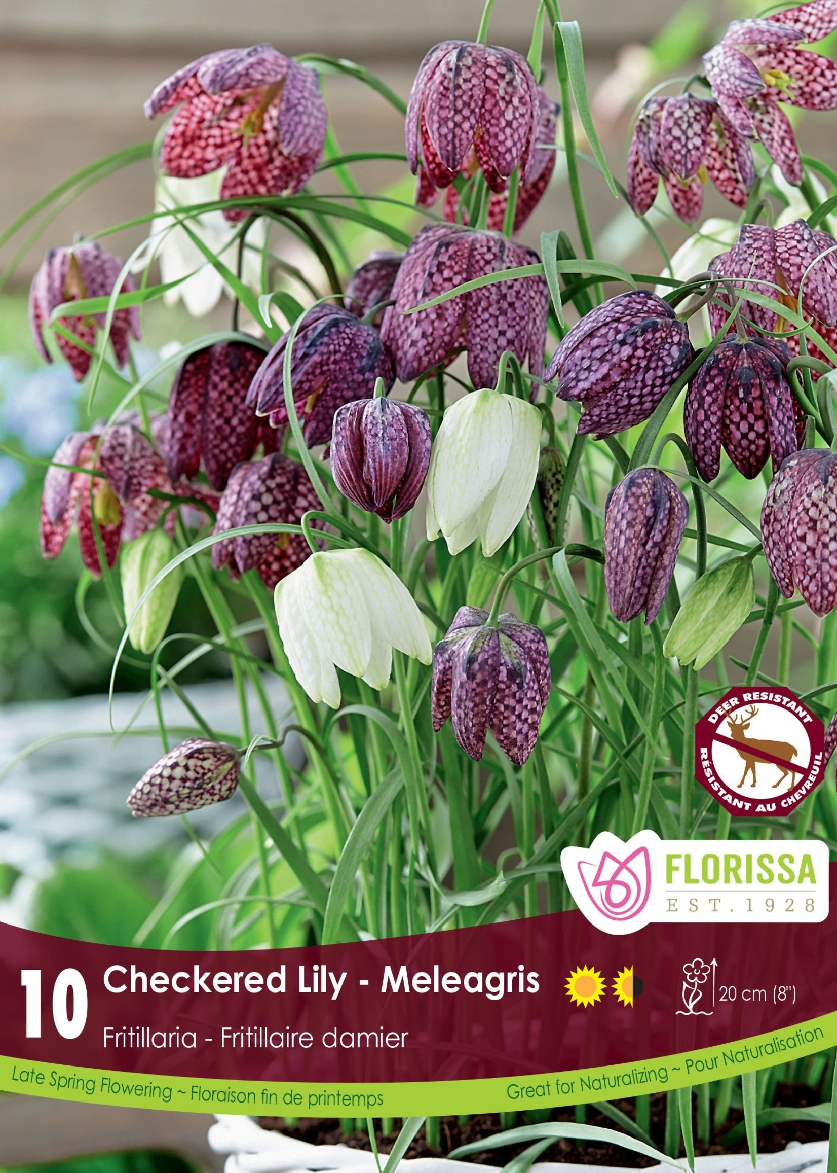 Florissa Fritillaria Meleagris (Checkered Lily) 10/pkg