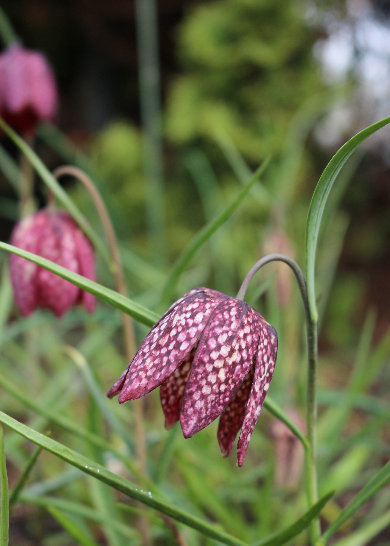 Florissa Fritillaria Meleagris (Checkered Lily) 10/pkg