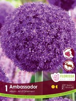 Florissa Ambassador Allium 32+ cm - Bulk Singles