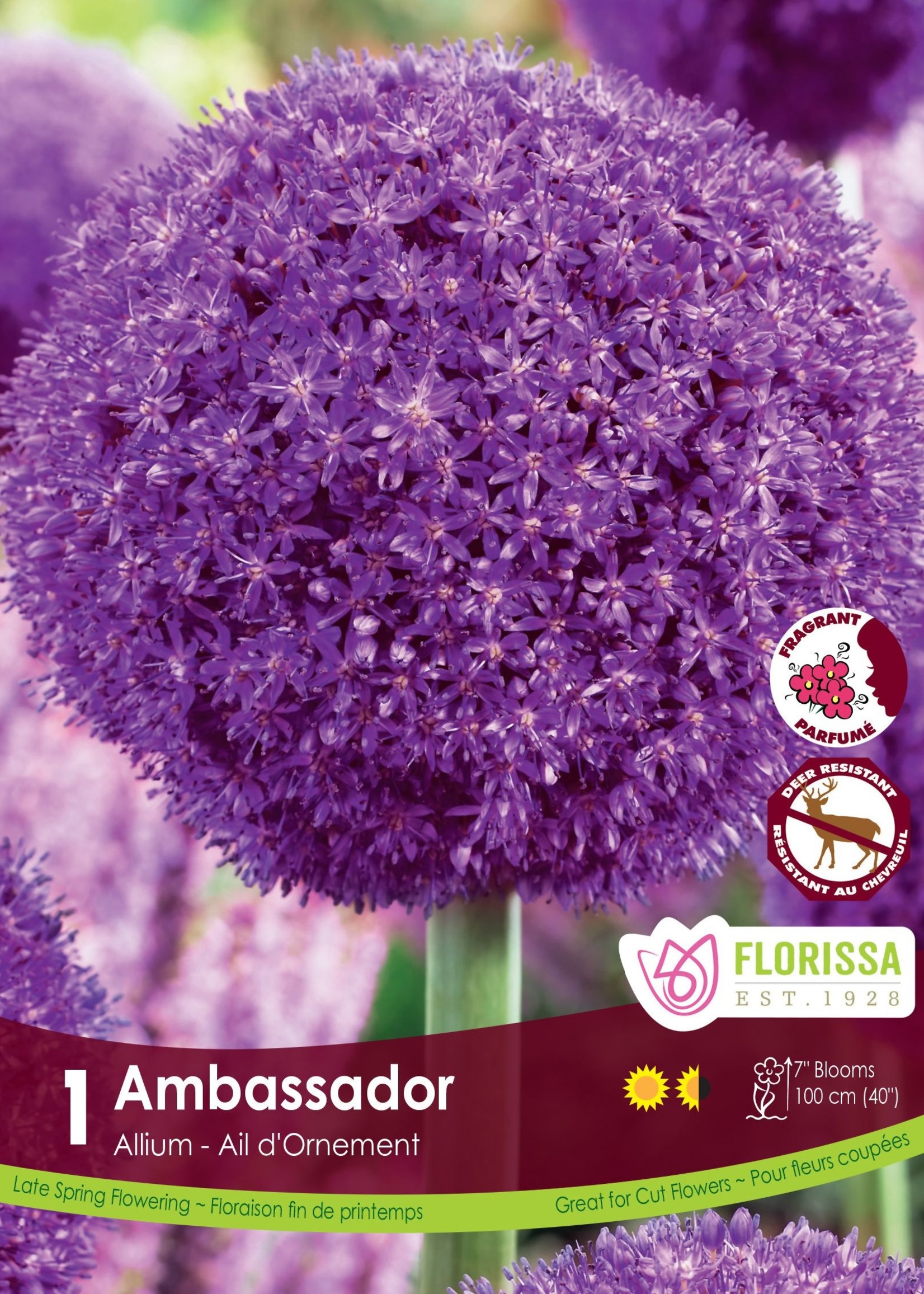 Florissa Ambassador Allium 32+ cm - Bulk Singles