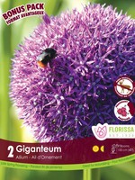 Florissa Mammoth Pack Allium Giganteum (Ornamental Onion) 2/pkg