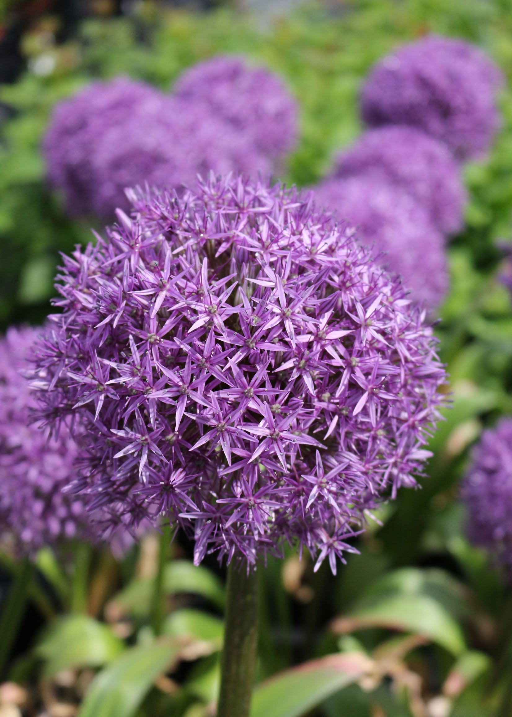 Florissa Mammoth Pack Allium Giganteum (Ornamental Onion) 2/pkg