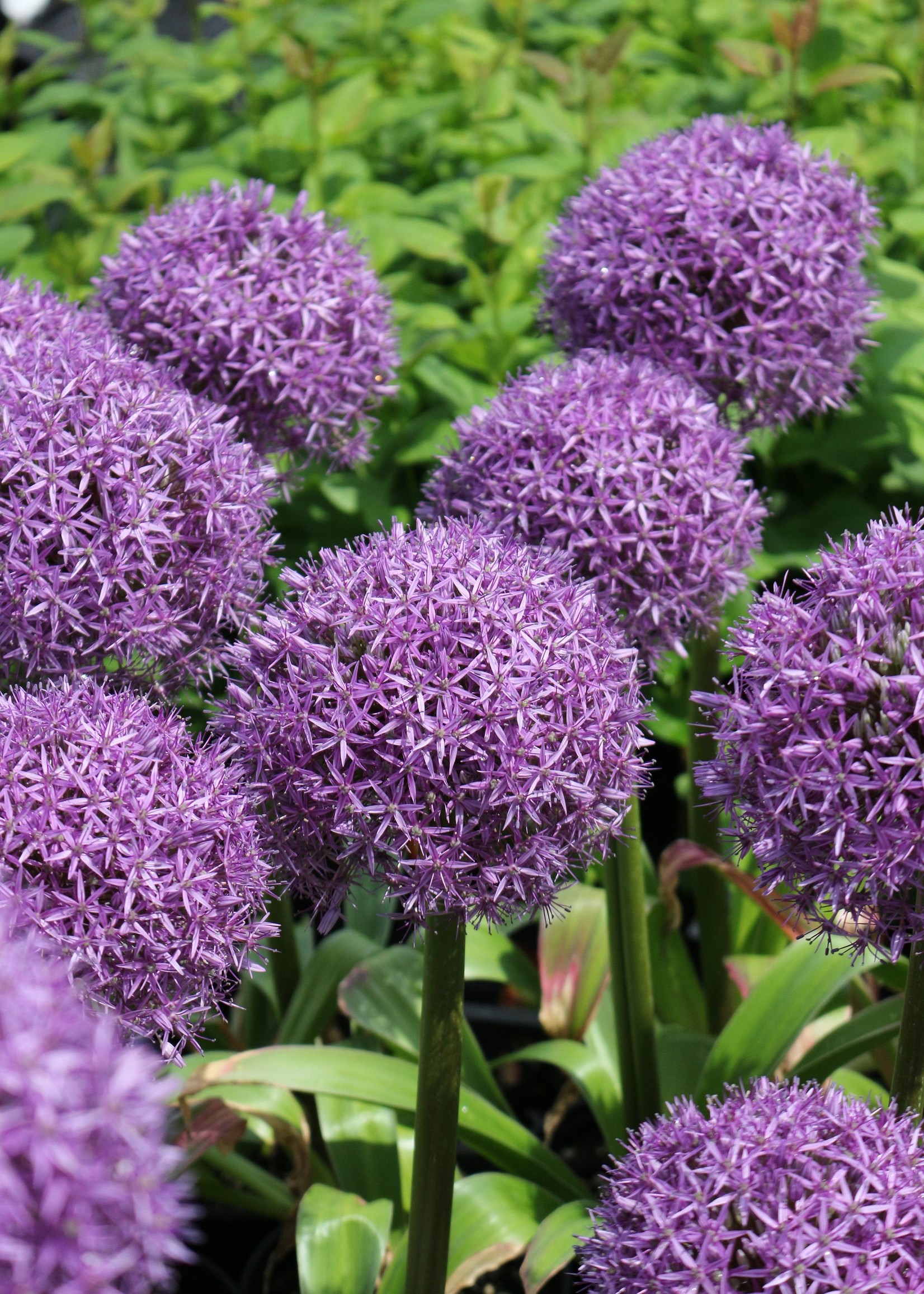 Florissa Mammoth Pack Allium Giganteum (Ornamental Onion) 2/pkg