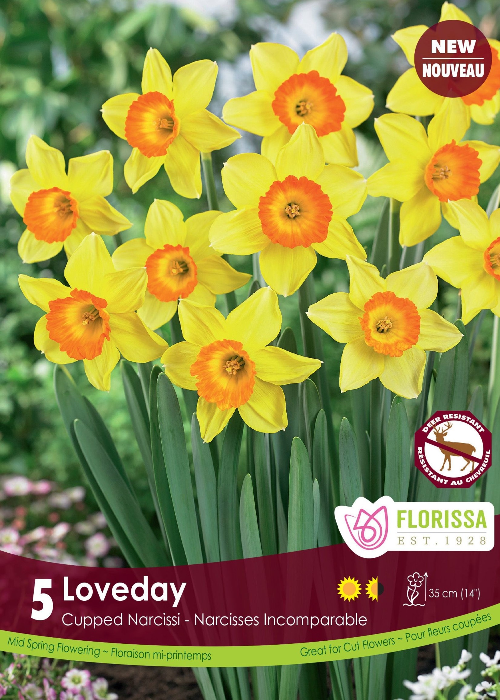Florissa Loveday Daffodil (Narcissi) 5/pkg