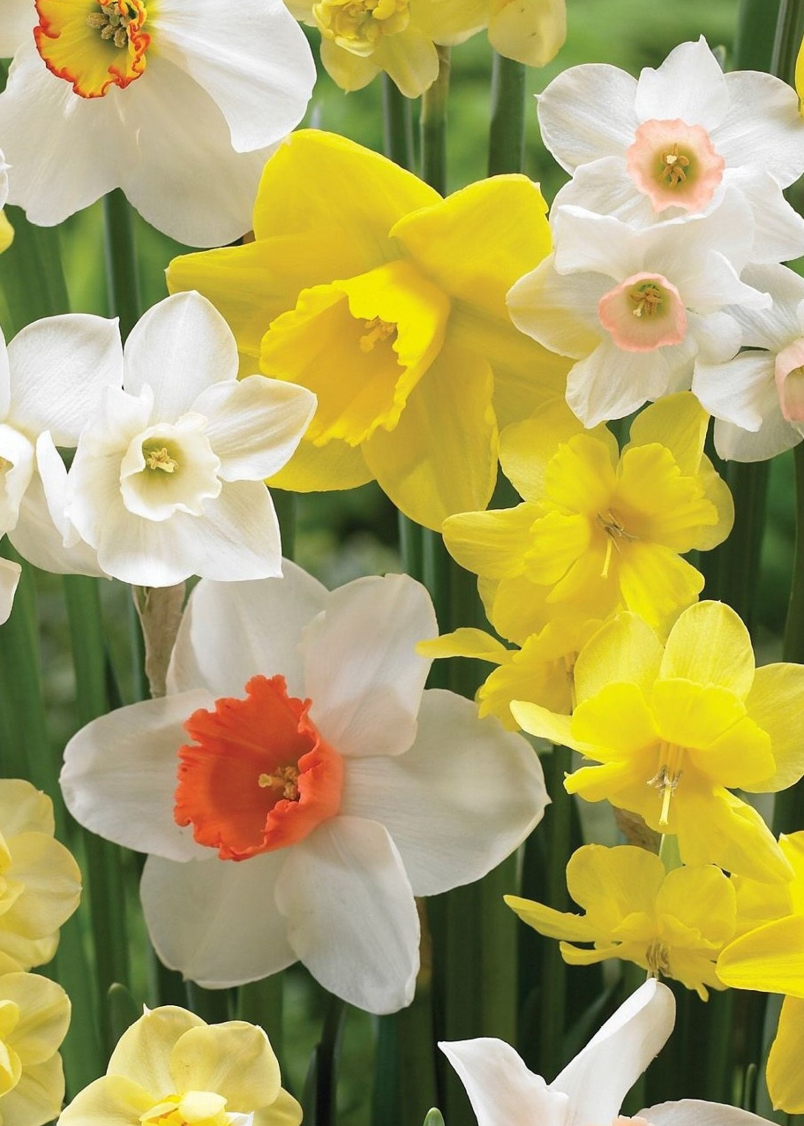 Florissa Fragrant Mix Daffodil (Narcissi) 50/pkg