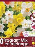 Florissa Fragrant Mix Daffodil (Narcissi) 50/pkg