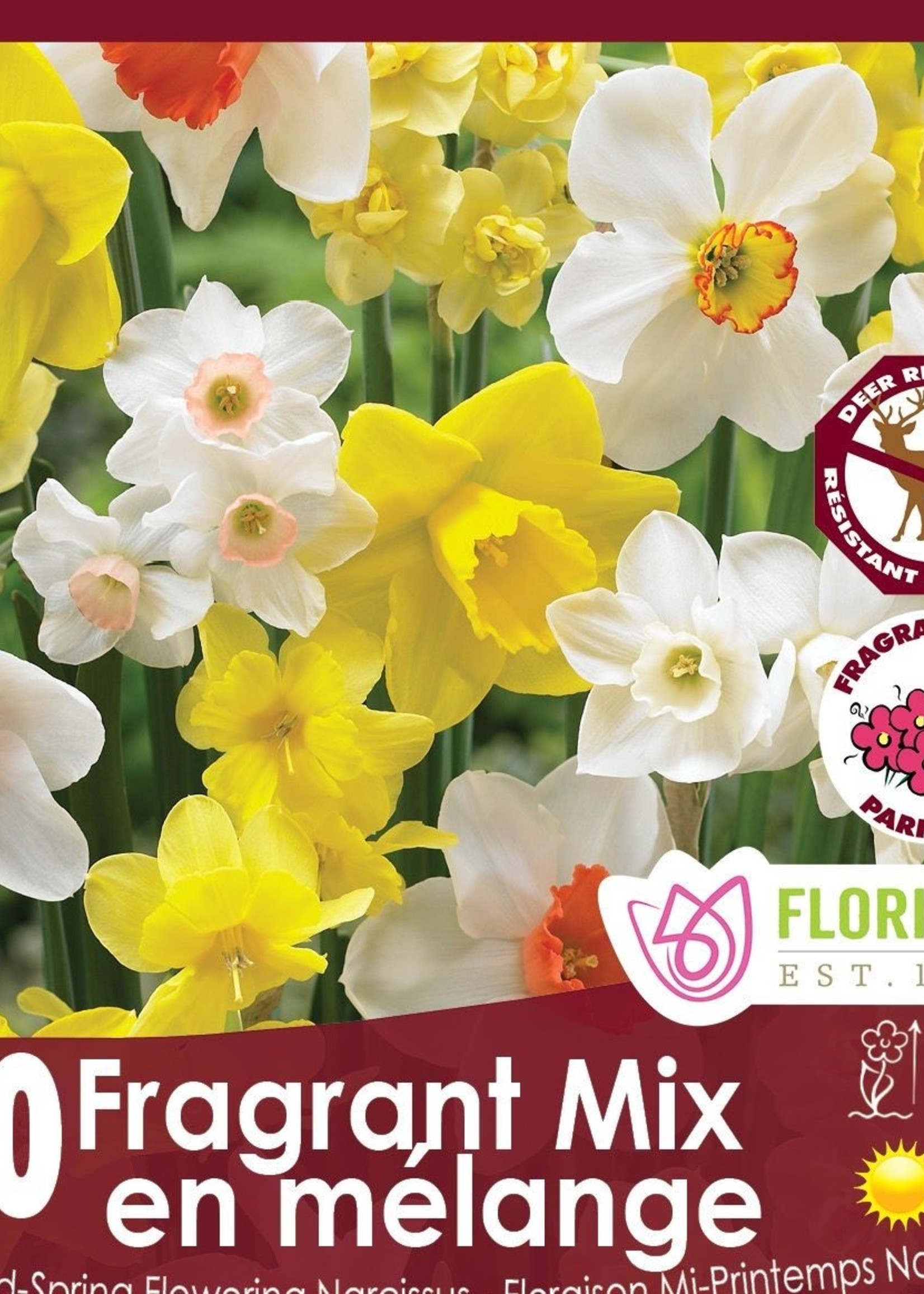 Florissa Fragrant Mix Daffodil (Narcissi) 50/pkg