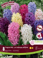 Florissa Mammoth Pack Hyacinth Mix 8/pkg