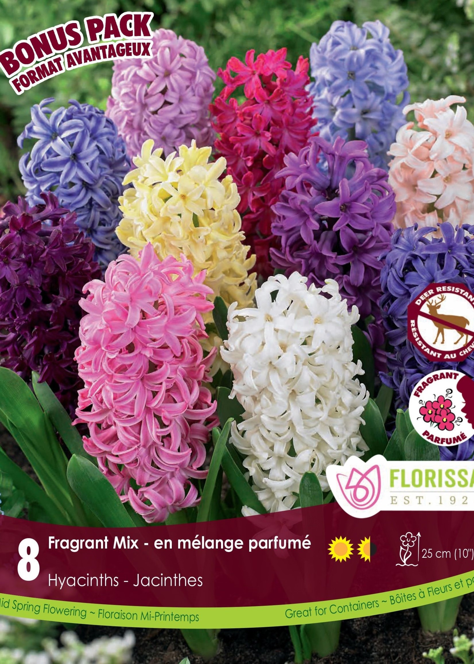 Florissa Mammoth Pack Hyacinth Mix 8/pkg