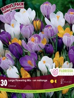 Florissa Mammoth Pack Large Flowering Crocus Mix 30/pkg