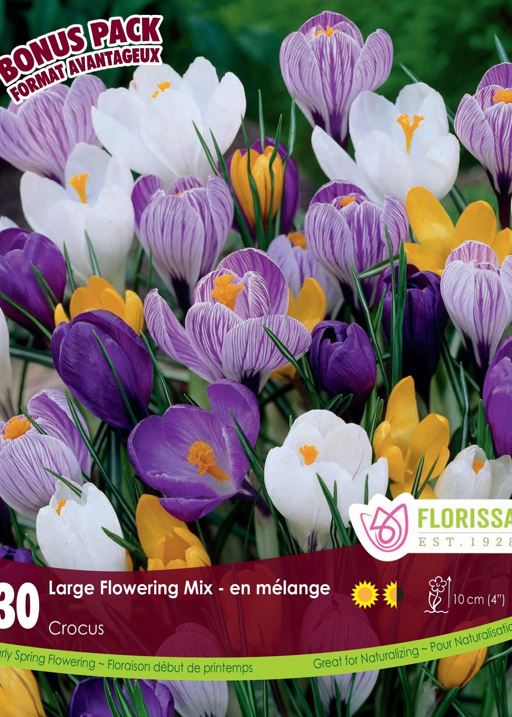 Florissa Mammoth Pack Large Flowering Crocus Mix 30/pkg