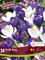 Florissa Colourful Companions Delft Duo Crocus Blend 24/pkg