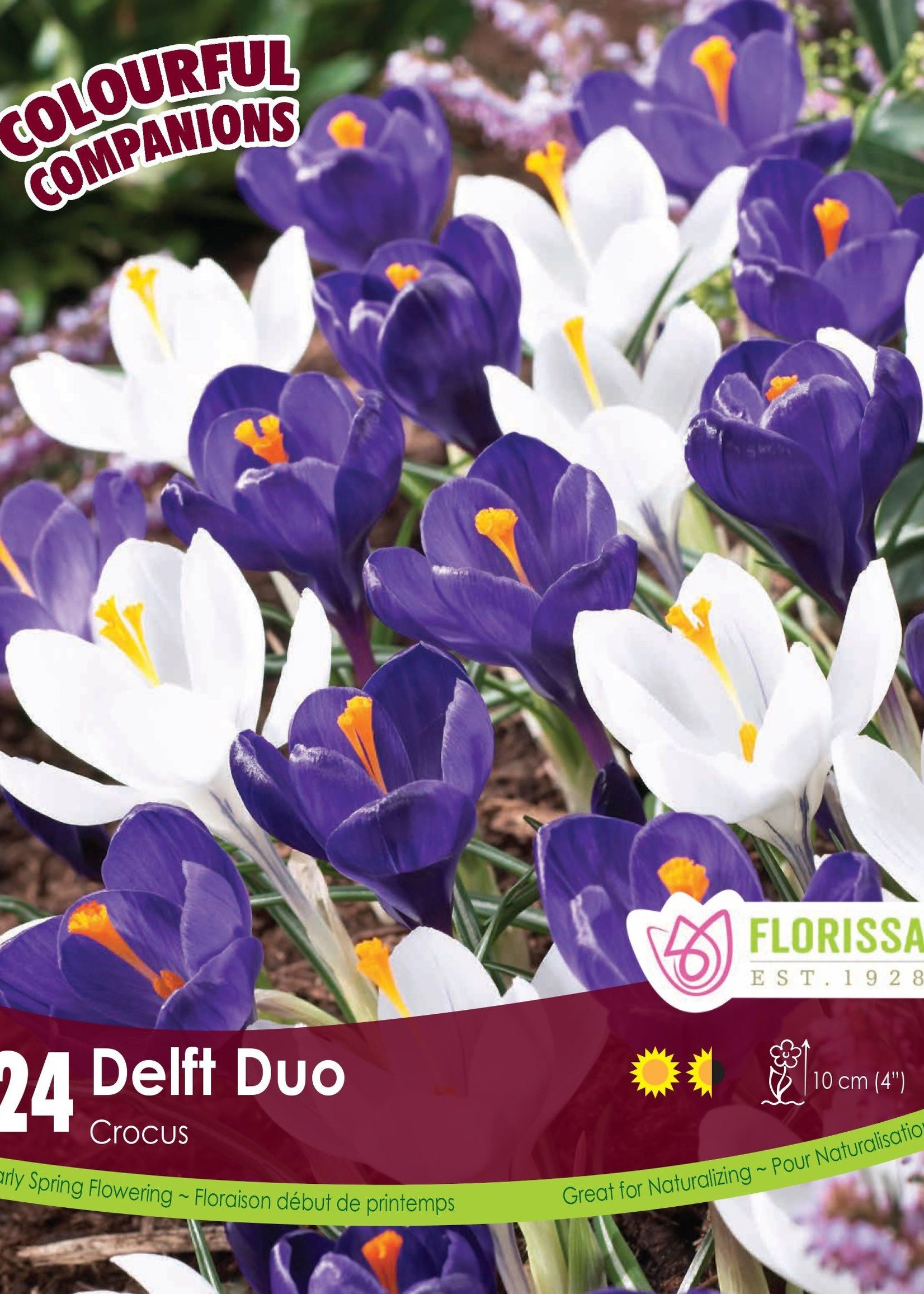 Florissa Colourful Companions Delft Duo Crocus Blend 24/pkg