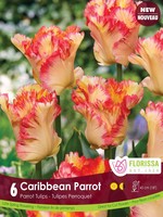 Florissa Caribbean Parrot Tulip 6/pkg