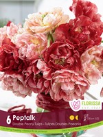 Florissa Double Peony Pep Talk Tulip 6/pkg