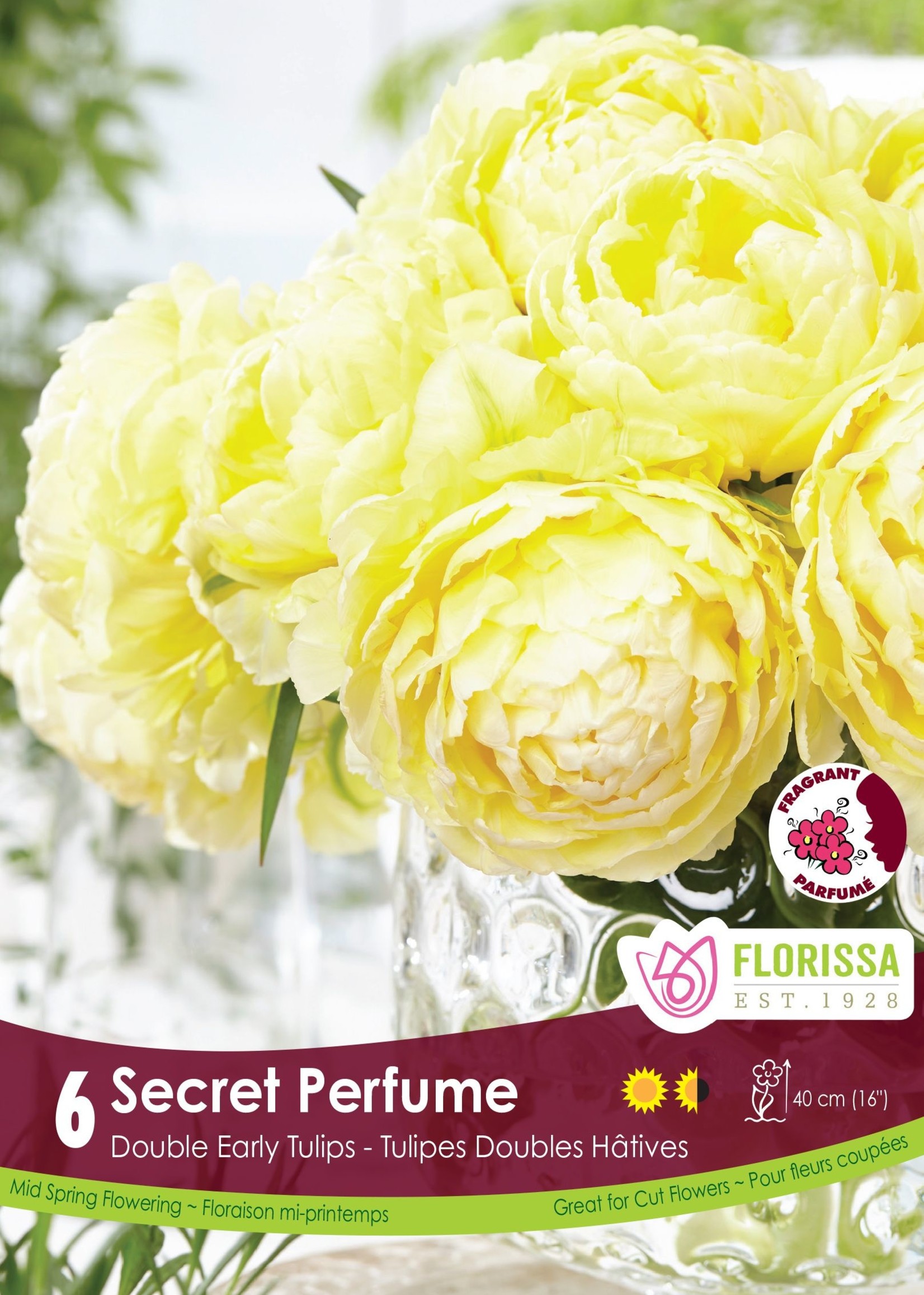 Florissa Secret Perfume Tulip 6/pkg