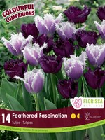 Florissa Colourful Companions Feathered Fascination Tulip Blend 14/pkg