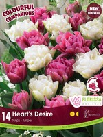 Florissa Colourful Companions Heart's Desire Double Flowering Tulips 14/pkg