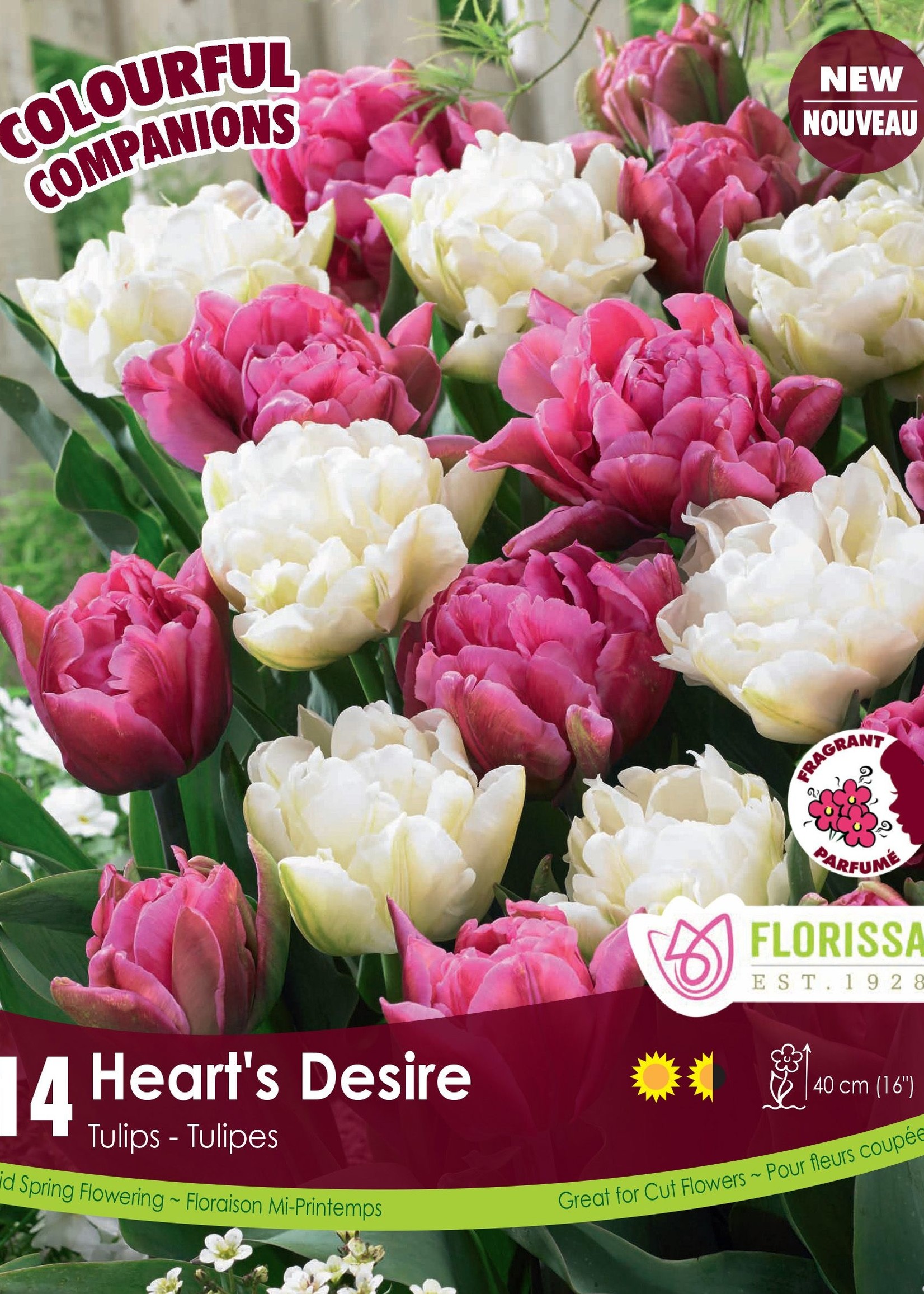 Florissa Colourful Companions Heart's Desire Double Flowering Tulips 14/pkg