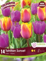 Florissa Colourful Companions Tahitian Sunset Tulip Blend 14/pkg