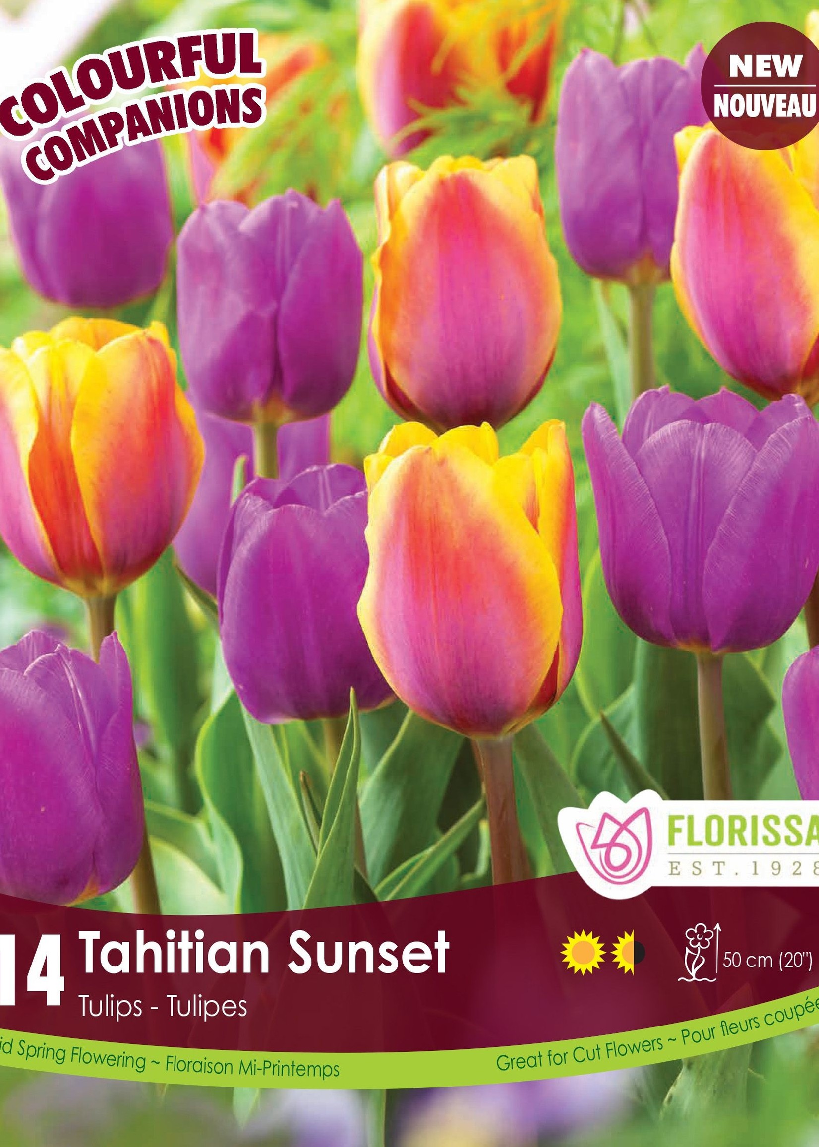 Florissa Colourful Companions Tahitian Sunset Tulip Blend 14/pkg