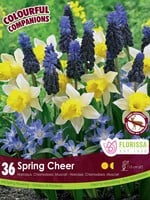 Florissa Colourful Companions Spring Cheer Blend 36/pkg