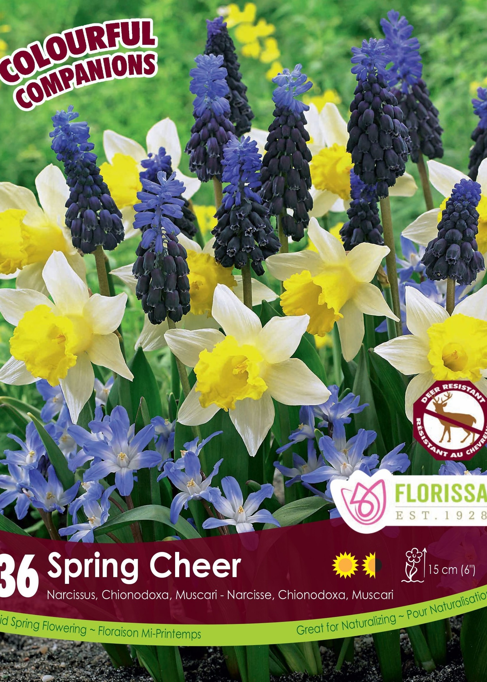 Florissa Colourful Companions Spring Cheer Blend 36/pkg