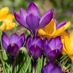 Crocus