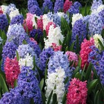 Hyacinth