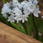 Squill (Scilla)
