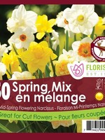 Florissa Spring Mix Daffodil (Narcissi) 50/pkg