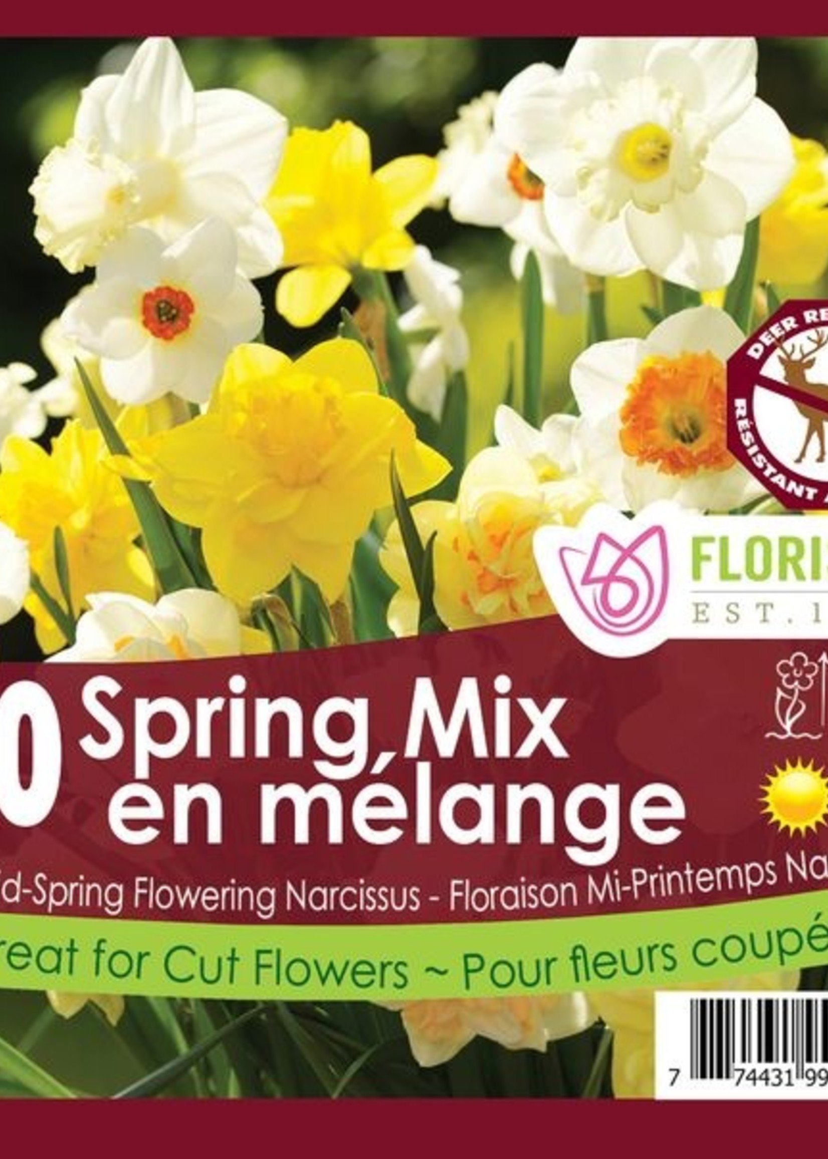 Florissa Spring Mix Daffodil (Narcissi) 50/pkg